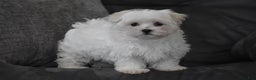 Maltese dogs for sale: Skye - Ad 6