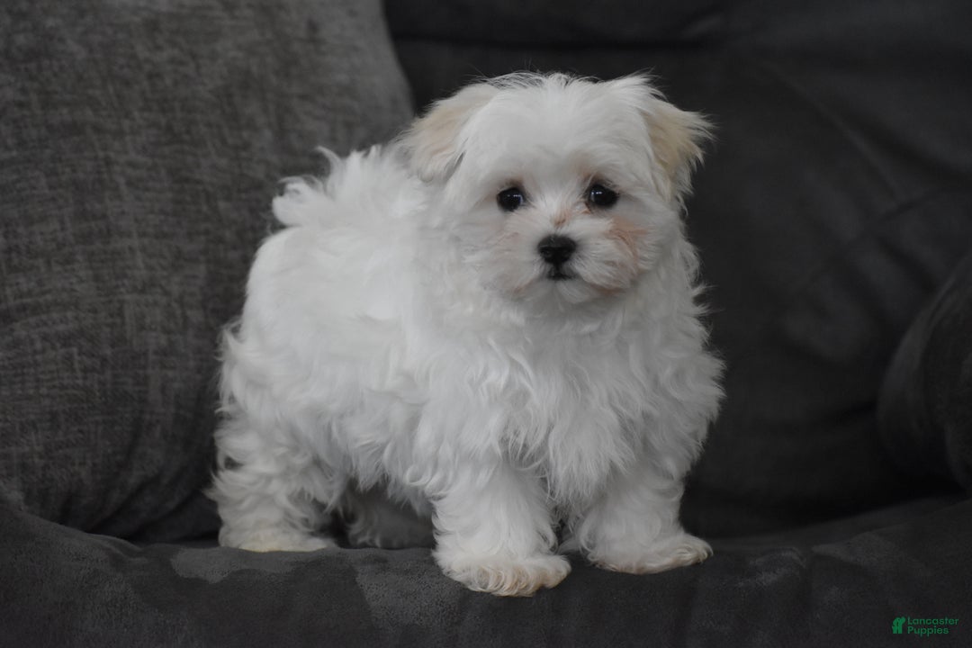 Maltese dogs for sale: Skye - Ad 6