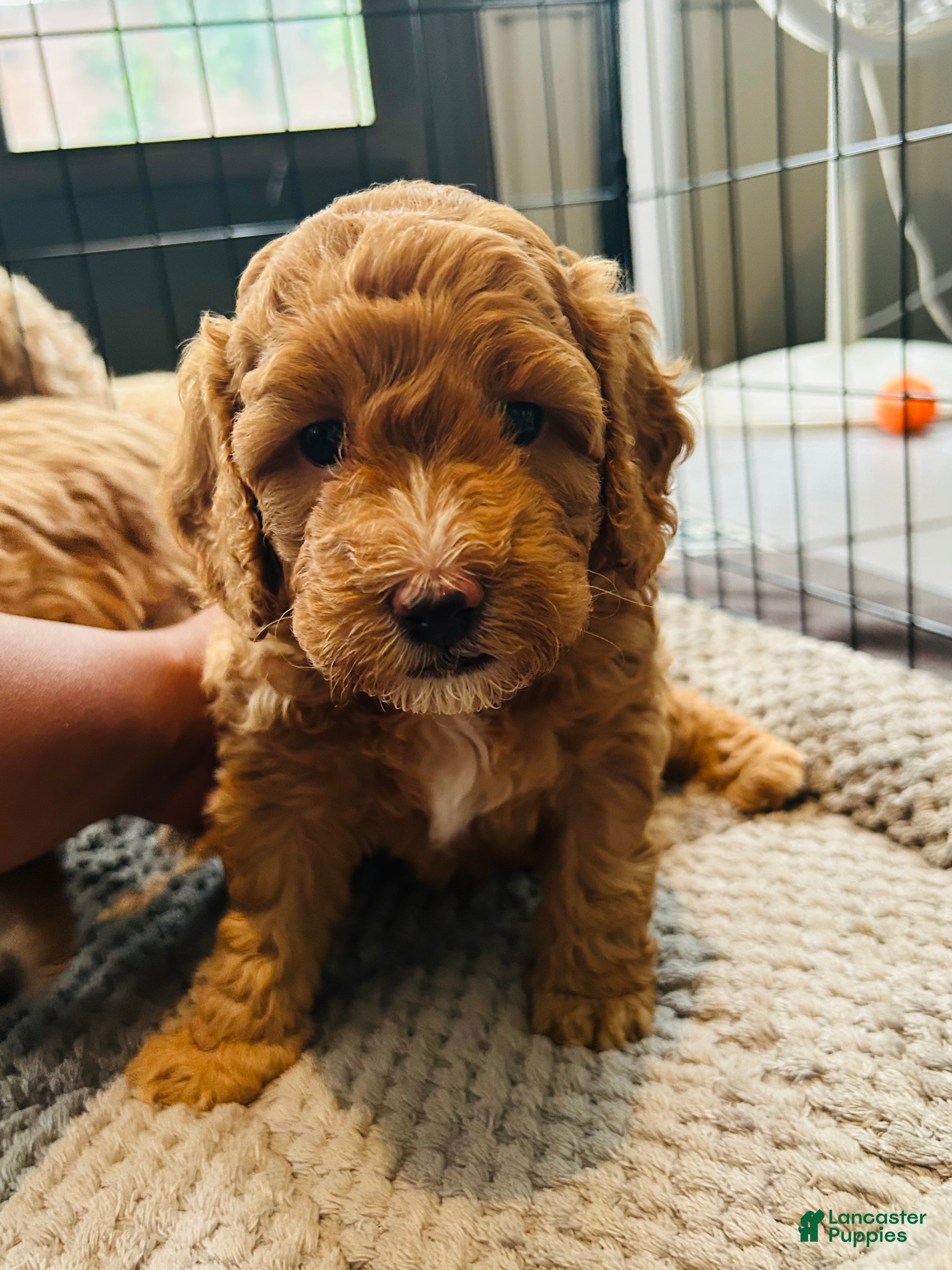 Mini Goldendoodle dogs Mini Goldendoodle Prada - Ad 22