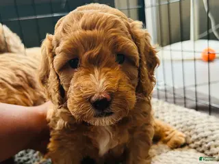 Mini Goldendoodle dogs Mini Goldendoodle Prada - Ad 40