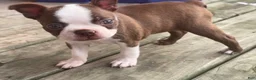 Boston Terrier dogs for sale: Pibby - Ad 1