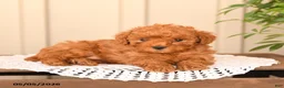 Toy Poodle dogs for sale: Twinkle - Ad 3