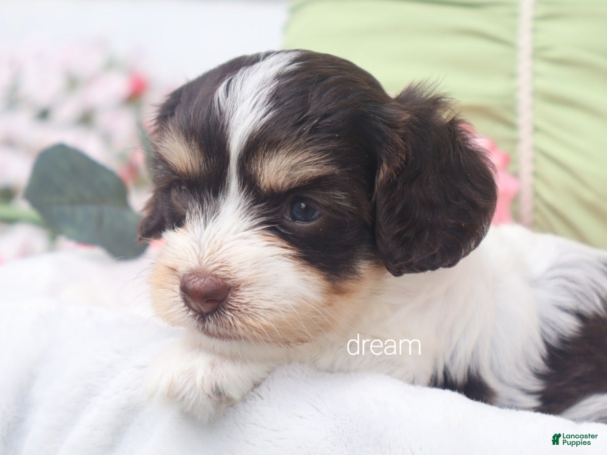 Cavapoo dogs Harmony - Ad 1