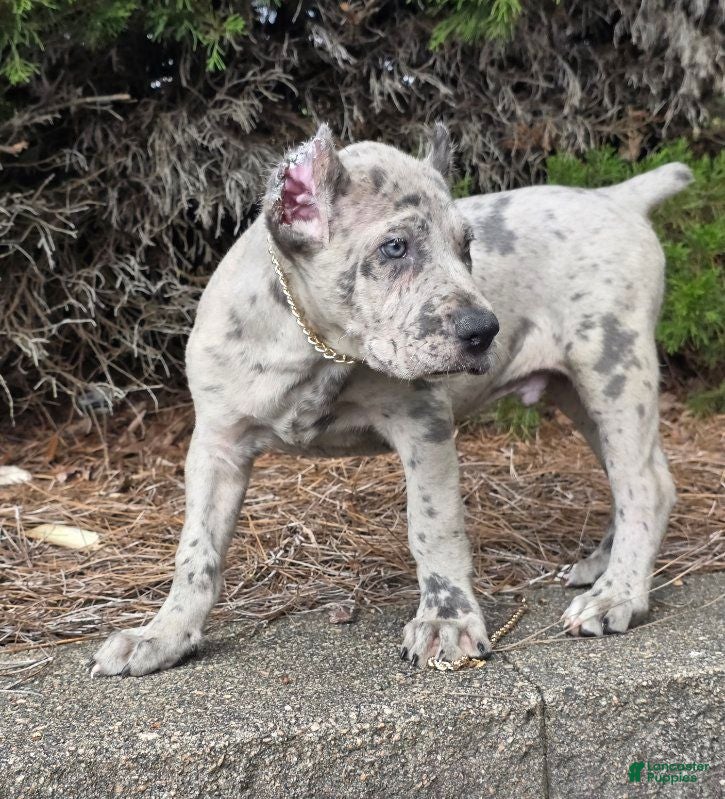 Cane Corso dogs CLOUD BLUE - Ad 2