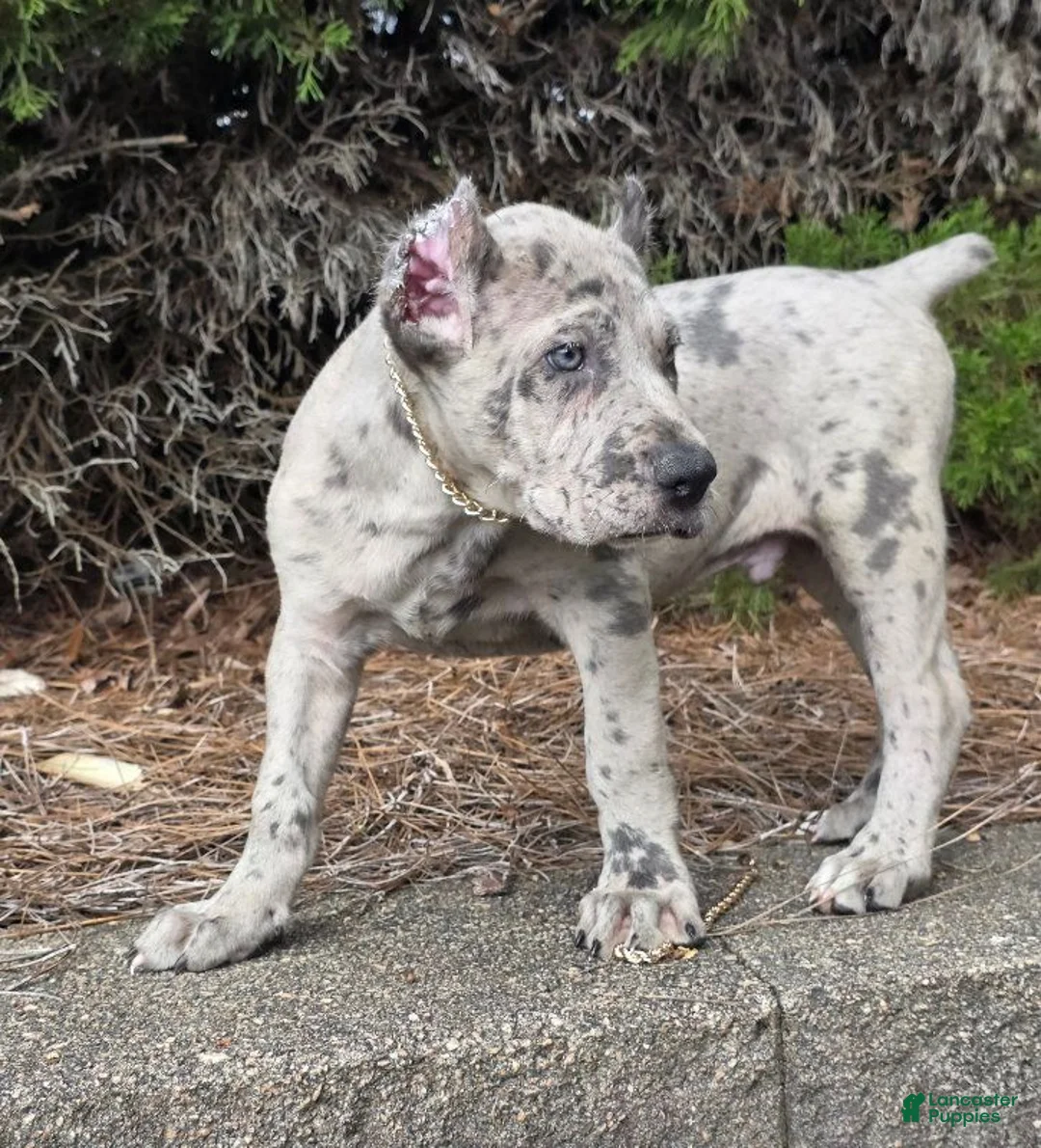 Cane Corso dogs for sale: CLOUD BLUE - Ad 2