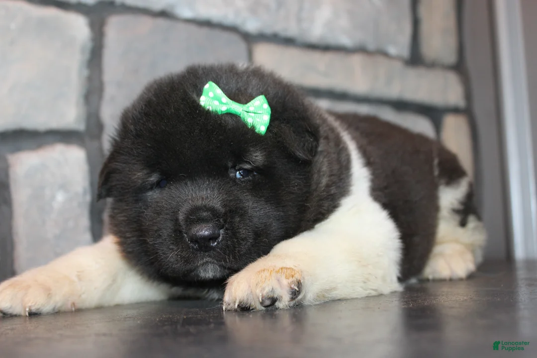 Akita dogs for sale: AKC Diesel - Ad 2