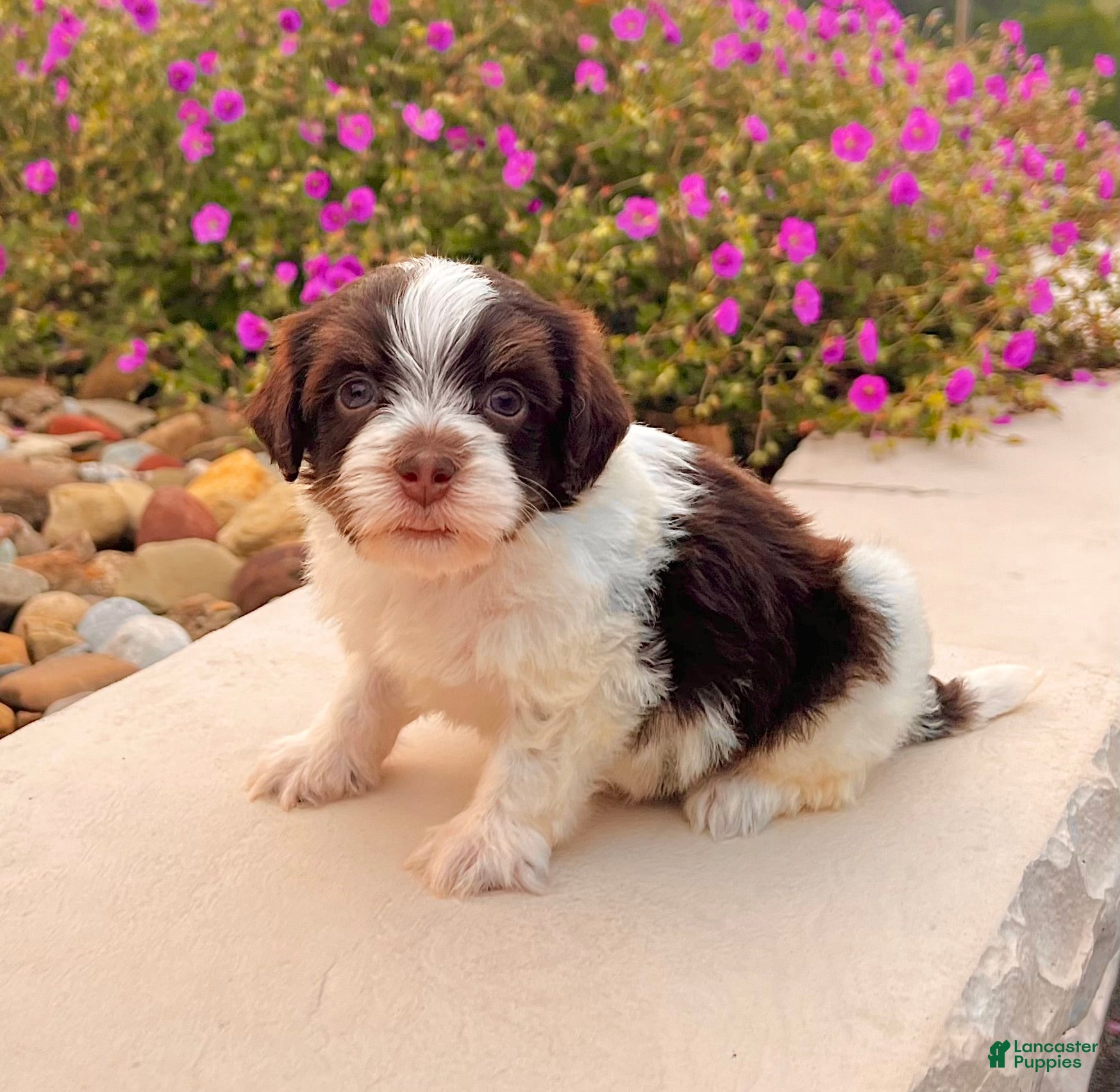 Havanese dogs Cooper - Ad 1
