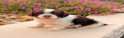 Havanese dogs for sale: Cooper - Ad 1