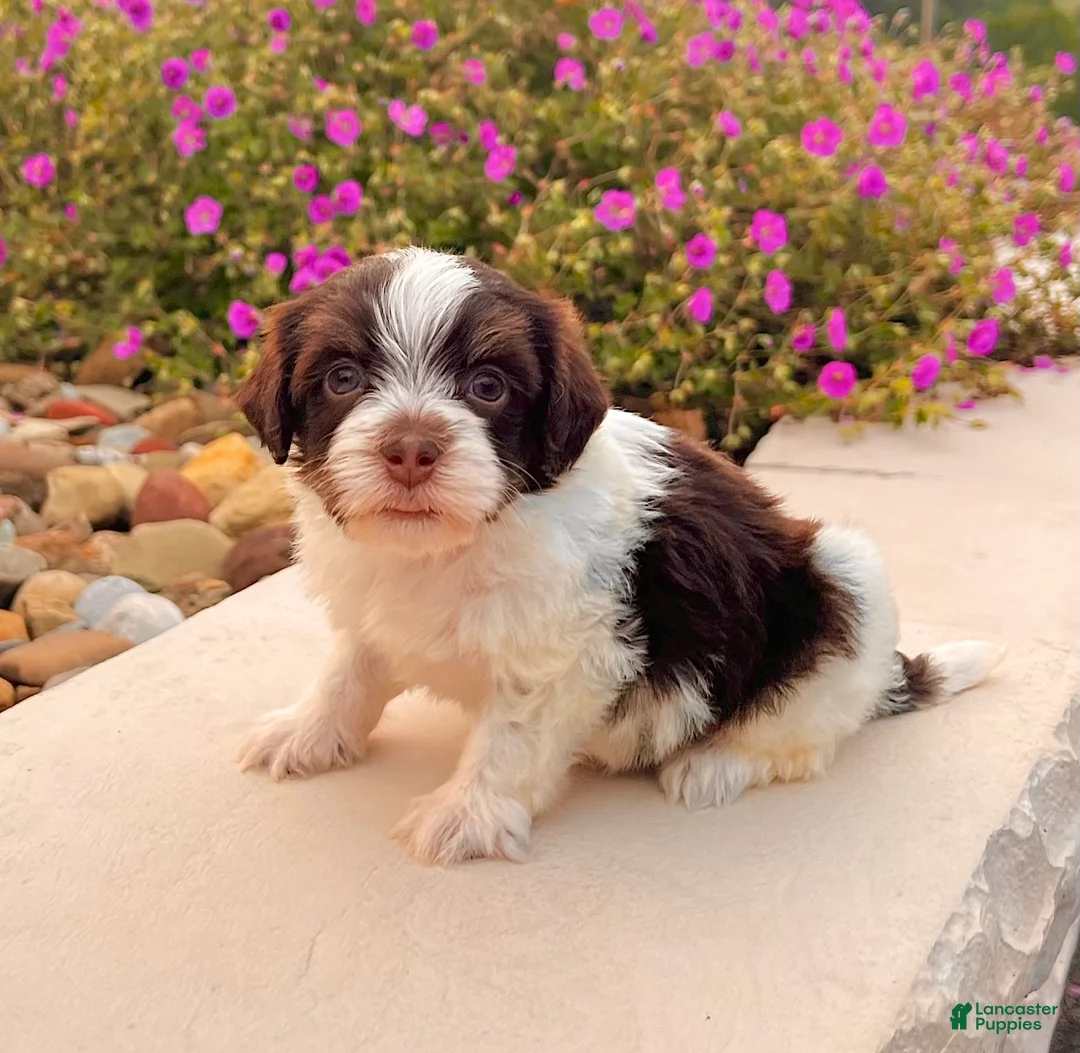 Havanese dogs for sale: Cooper - Ad 1
