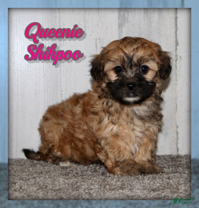 Shihpoo dogs Queenie - Ad 1