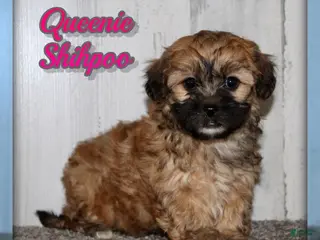 Shihpoo dogs for sale: Queenie - Ad 3