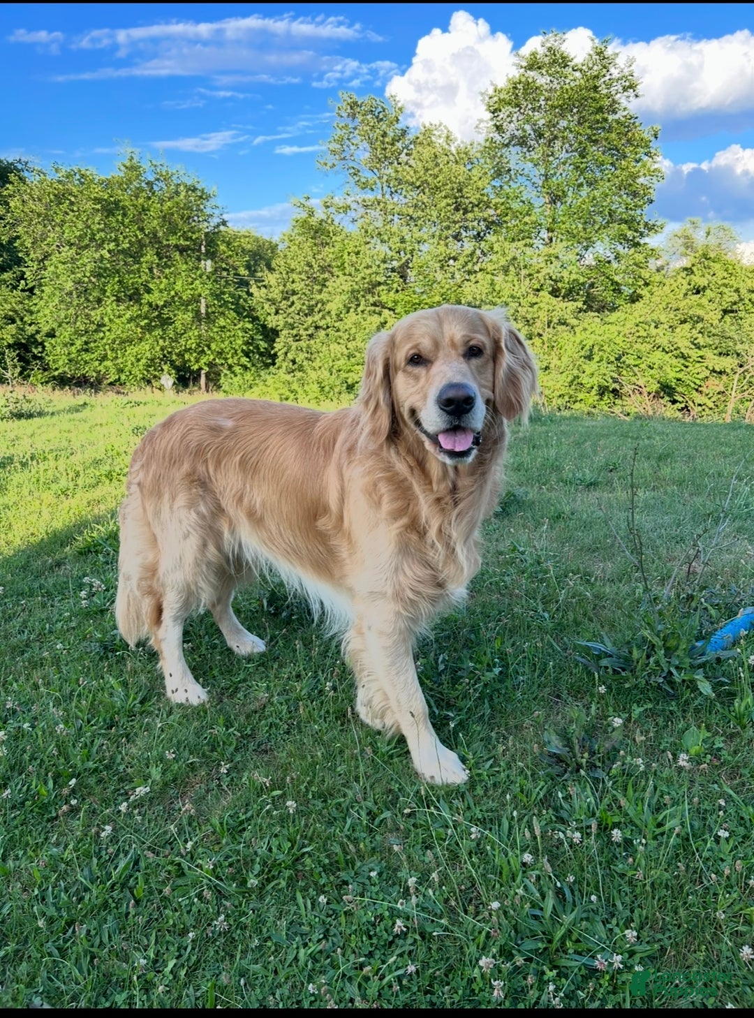 Golden Retriever dogs for stud: Stud dog ace  - Ad 6