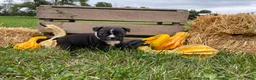 Boston Terrier dogs for sale: Glacier - Ad 8