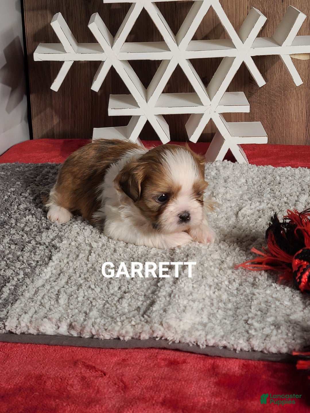 Shih Tzu dogs for sale: GARRETT  - Ad 3