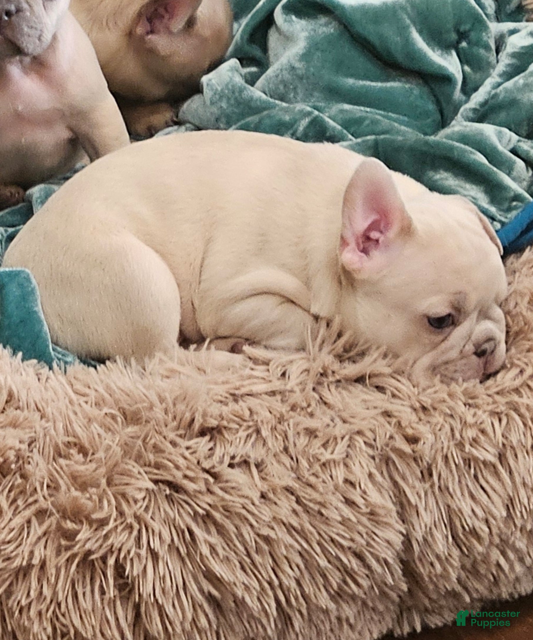 French Bulldog dogs Princess Chonk - Ad 20