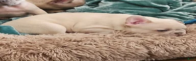Princess Chonk