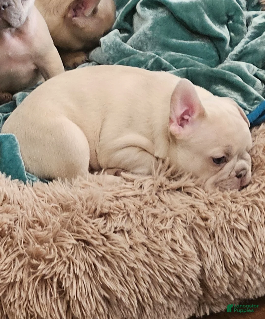 French Bulldog dogs for sale: Princess Chonk - Ad 1