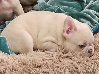 French Bulldog dogs Princess Chonk - Ad 20