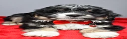 Mini Aussiedoodle dogs for sale: Stephen - Ad 7