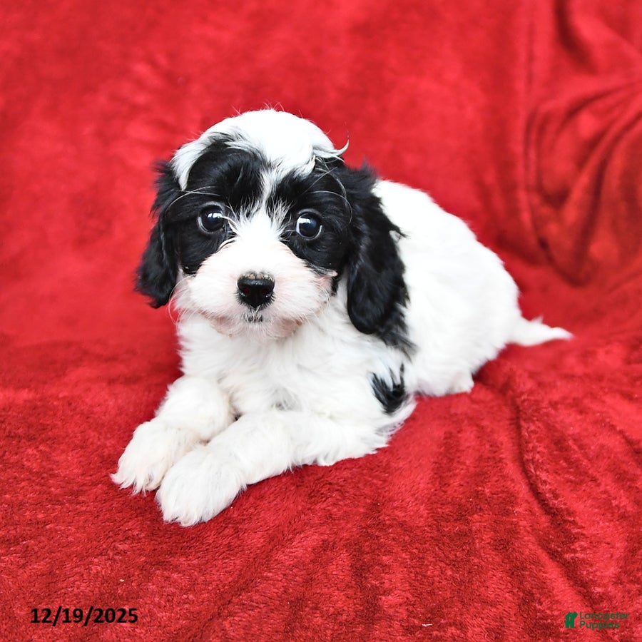 Cavapoo dogs Annie - Ad 2