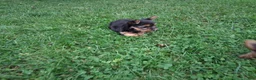 Yorkshire Terrier dogs for sale: Patches  - Ad 4