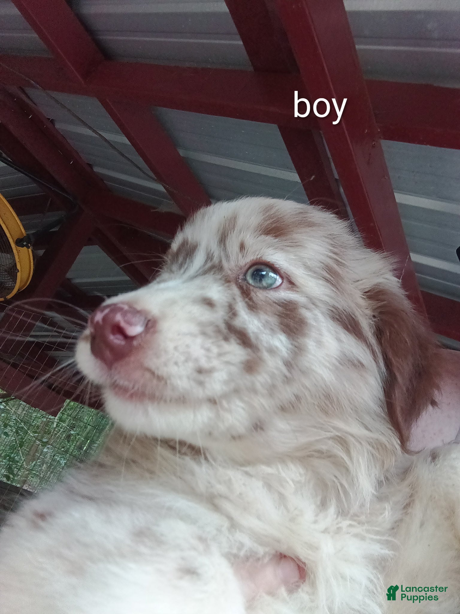 Australian Shepherd dogs Australian Shepherd Puppy 2 - Ad 9