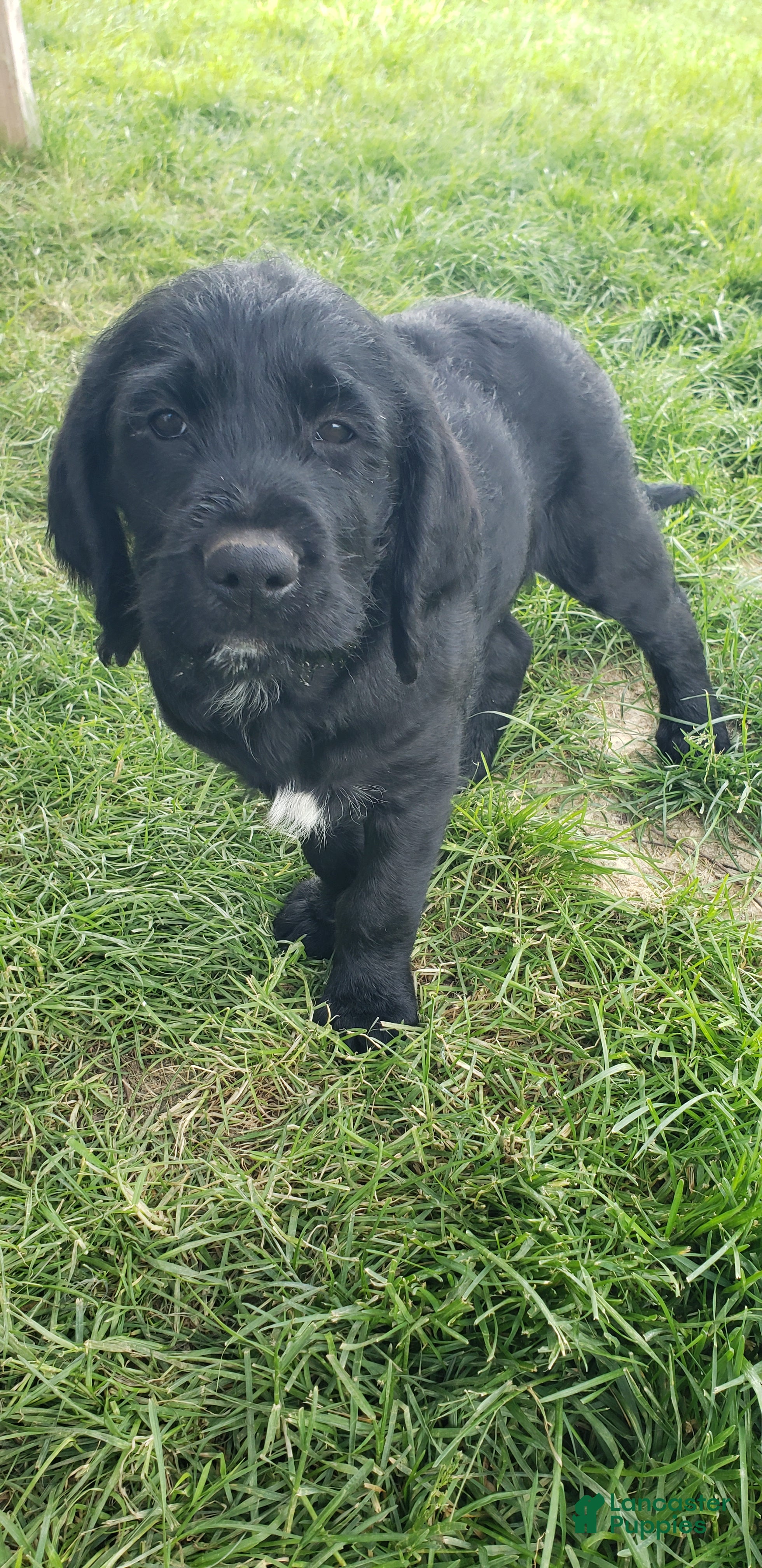 Labradoodle dogs Dale - Ad 27