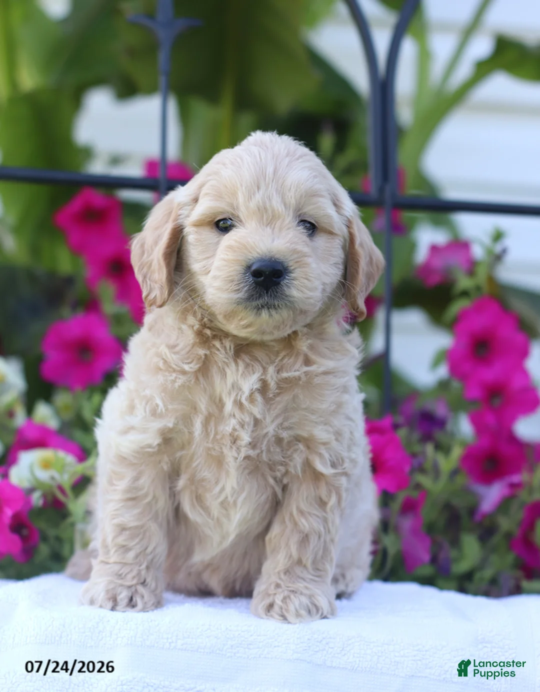 Mini Goldendoodle dogs for sale: Jaren - Ad 1