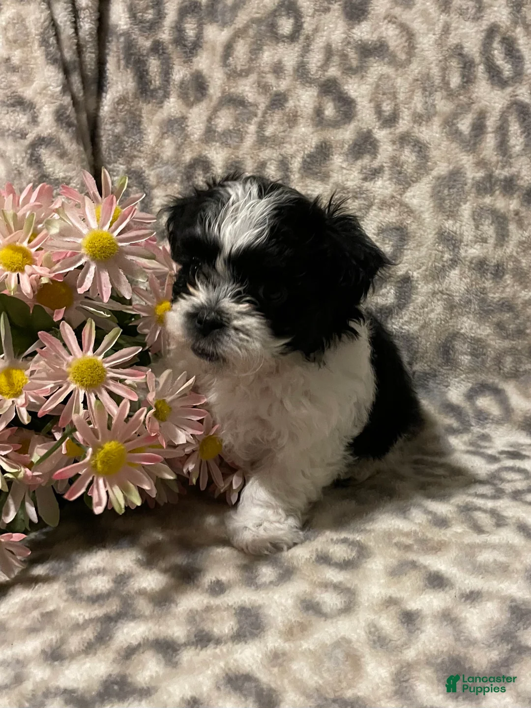 Teddy Bear dogs for sale: Teddy Bear Molly - Ad 2