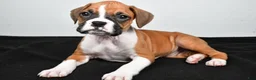 Boxer dogs for sale: Tina - Ad 7