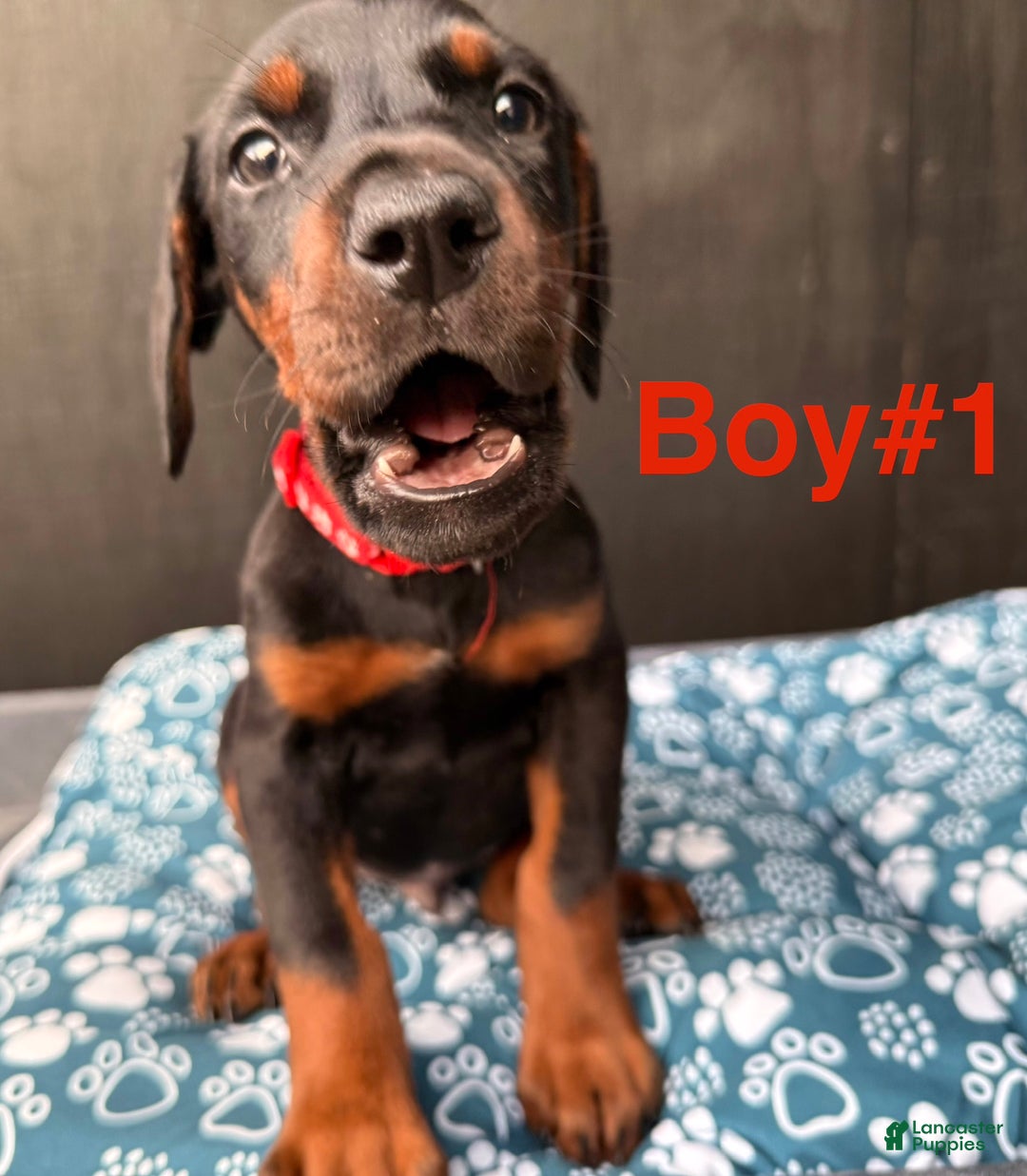 Doberman Pinscher dogs for sale: Doberman Pinscher Puppy 2 - Ad 3
