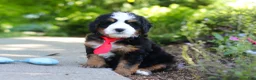 Mini Bernedoodle dogs for sale: Leo - Ad 4