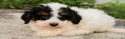 Mini Bernedoodle dogs for sale: Malachite - Ad 2