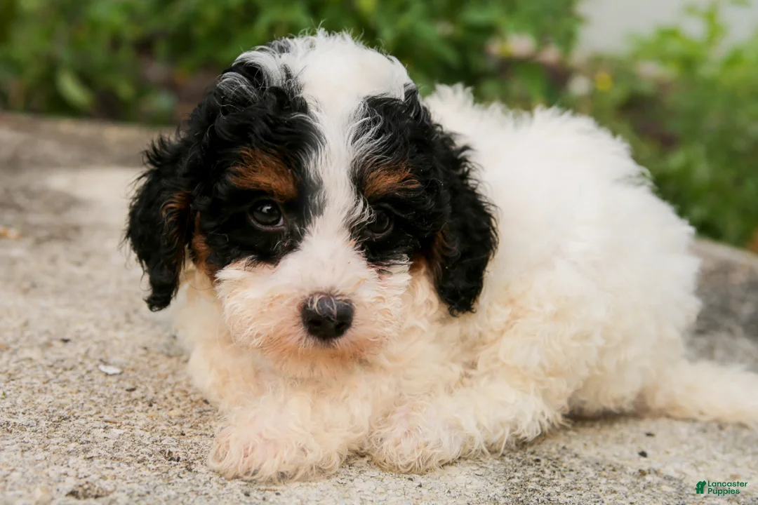 Mini Bernedoodle dogs for sale: Malachite - Ad 2
