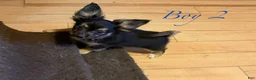 Papillon dogs for sale: Missy's boy #2 - Ad 4