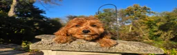Cavapoo dogs for sale: Johan - Ad 13