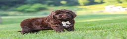 Portuguese Water Dog dogs for sale: River - Ad 3
