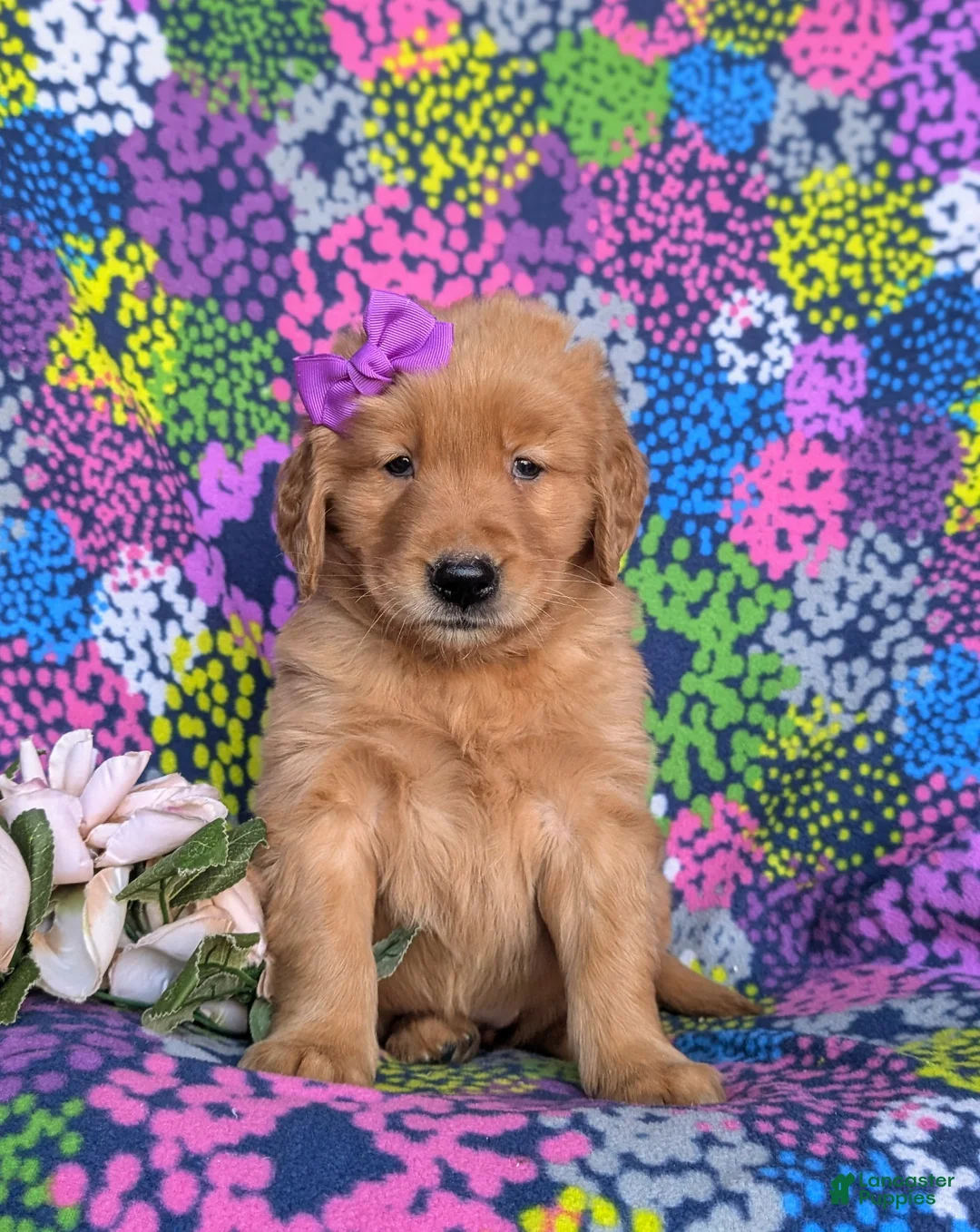 Golden Retriever dogs for sale: Maddie - Ad 1