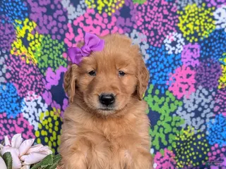 Golden Retriever dogs for sale: Maddie - Ad 1