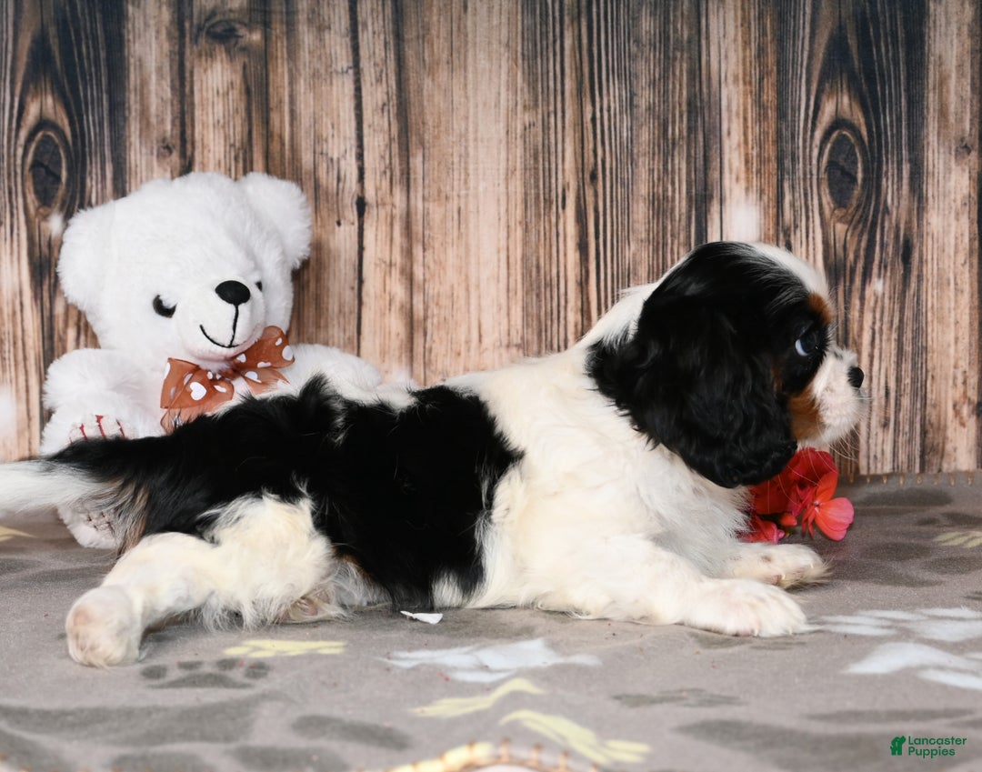 Cavalier King Charles Spaniel dogs for sale: Enzo - Ad 2