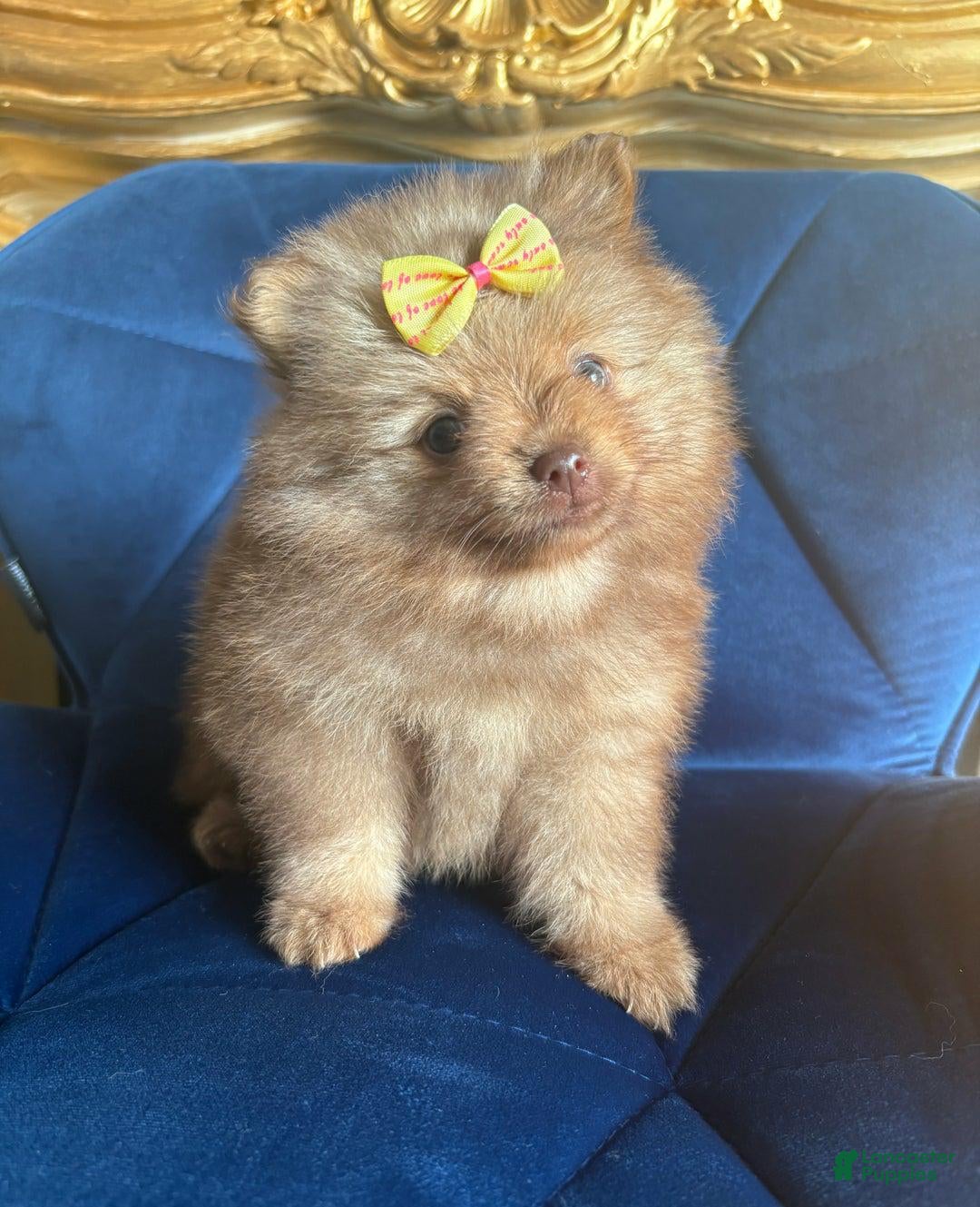 Pomeranian dogs for sale: Jerry - Ad 1