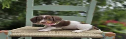 Miniature Dachshund dogs for sale: Fay - Ad 3