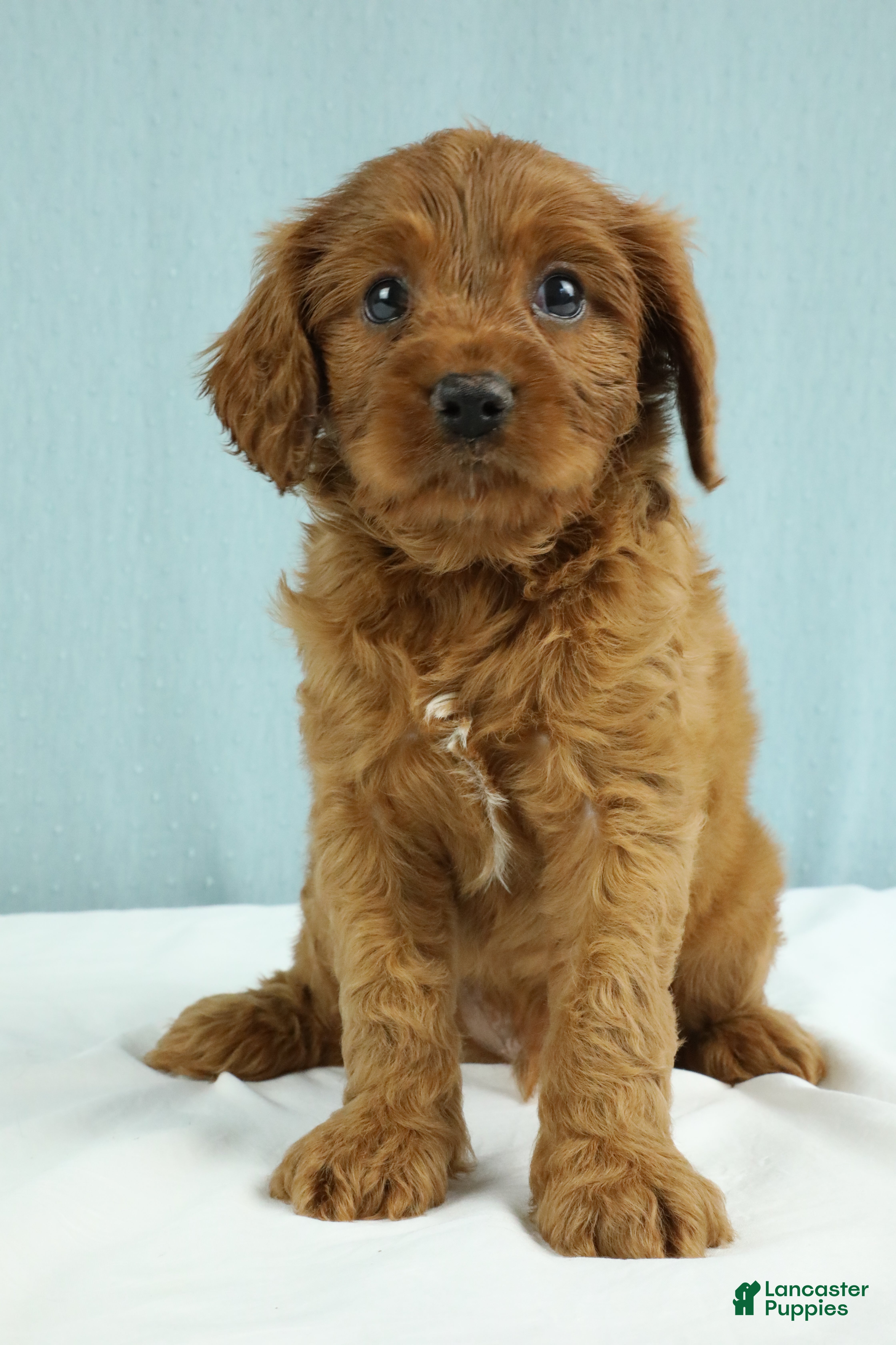 Cavapoo dogs Reese 🍫 - Ad 2