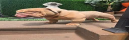 English Bulldog dogs for stud: OPEN FOR STUD - Ad 50