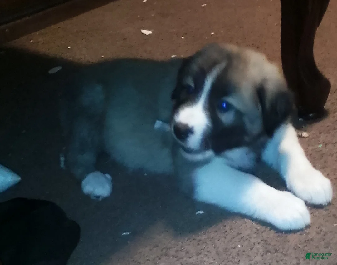 Mixed Breed dogs for sale: Brownee Boy - Ad 4