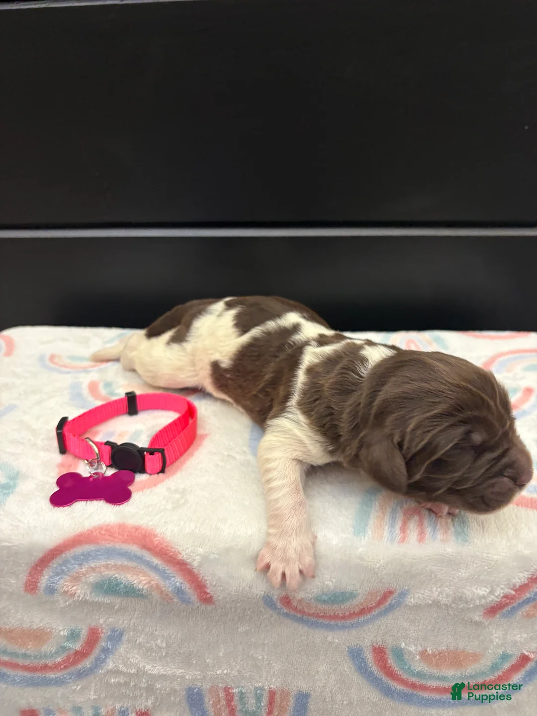 Newfoundland dogs for sale: Barbie  - Ad 2