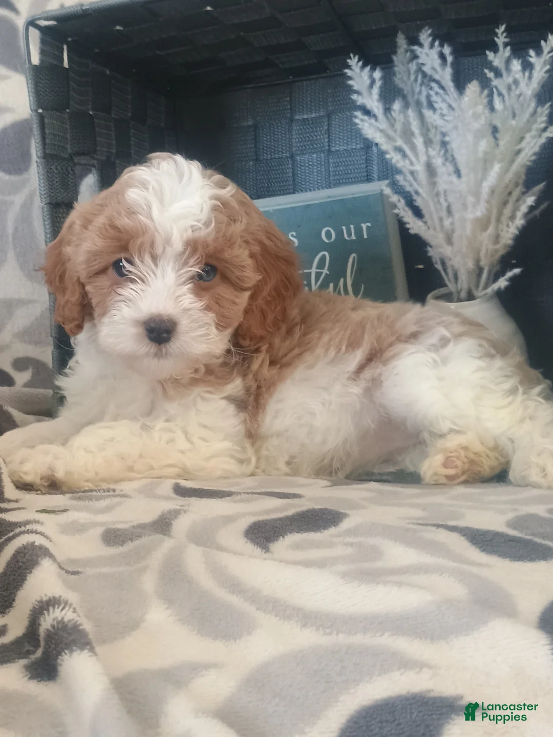 Cavapoo dogs for sale: Hadassah  - Ad 4