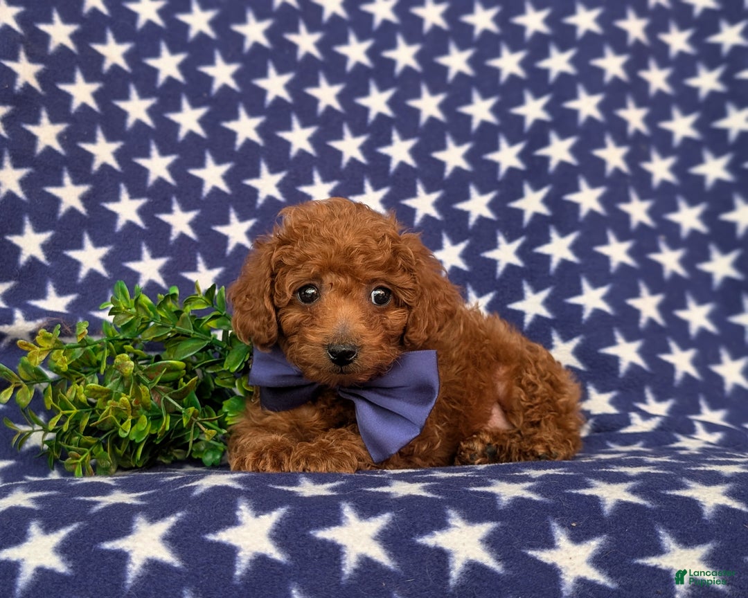 Toy Poodle dogs for sale: Tobias - Ad 8