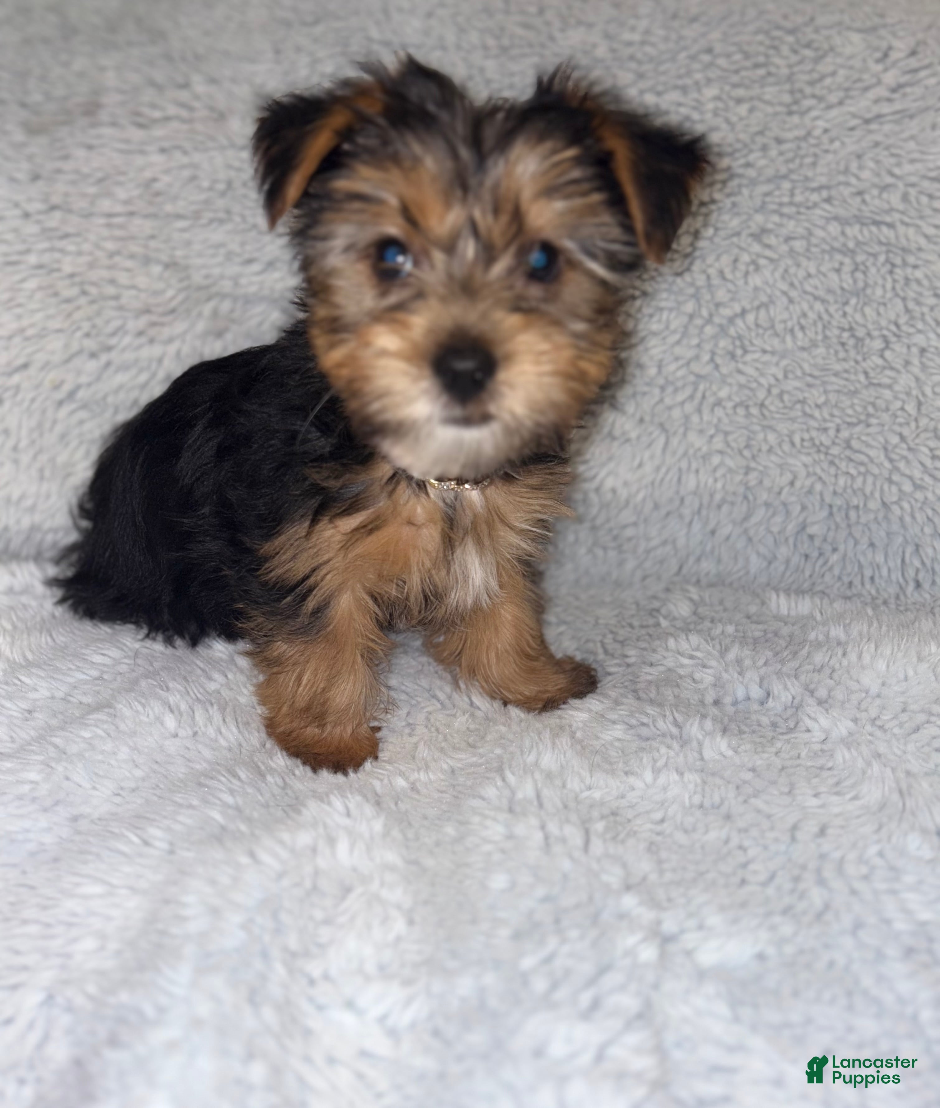 Yorkshire Terrier dogs Yorkshire Terrier Puppy 1 - Ad 26