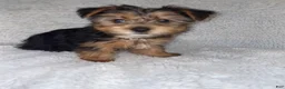 Yorkshire Terrier dogs for sale: Yorkshire Terrier Puppy 1 - Ad 1